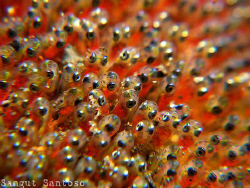 Offspring of Nemo by Sangut Santoso 